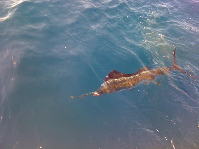 Charters for Sailfish Tournaments in Miami
