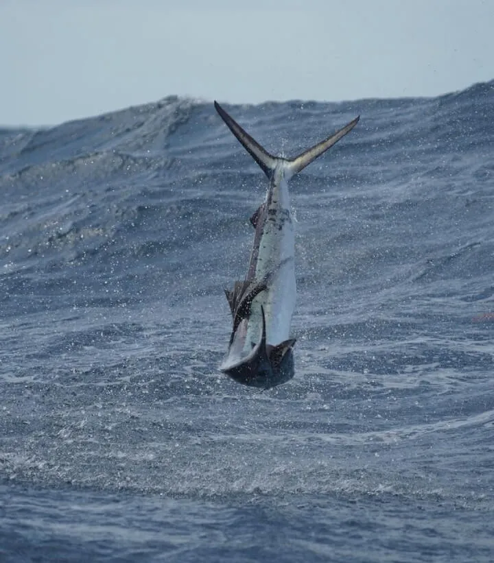 Winter Kite Fishing With Double Threat Charters