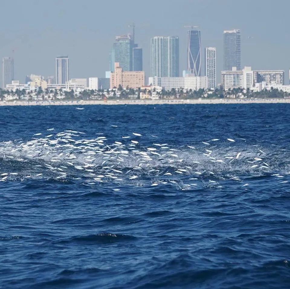 Sailfishing in Ballyhoo Showers