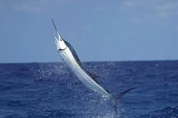 Sailfishing is Heating Up