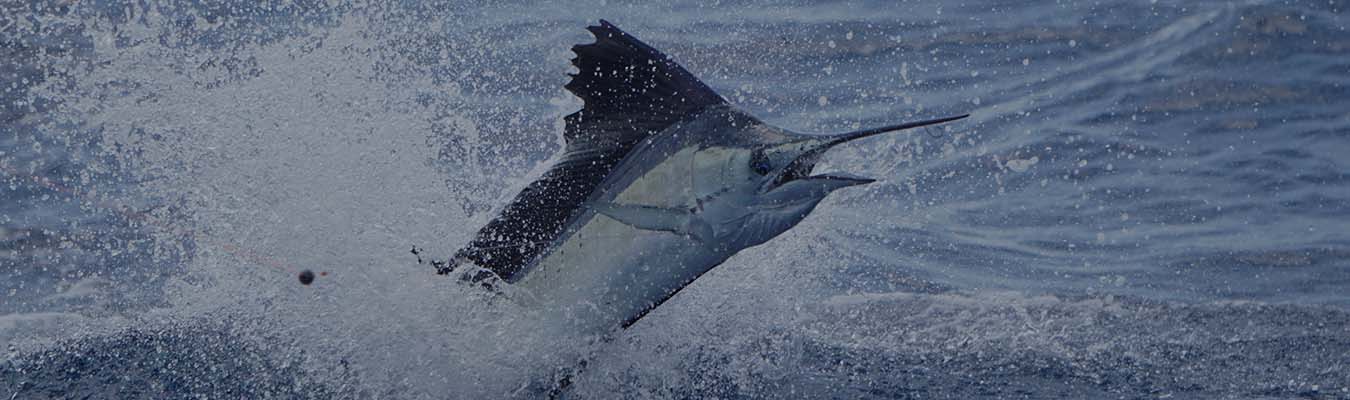 Daytime Swordfishing Equipment - Double Threat Charters