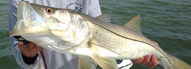 Snook Fishing Miami, Florida - Snook Fishing Charters