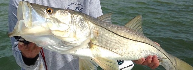 Snook