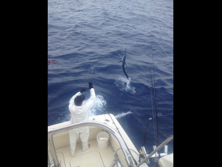 Sailfish on the Leader