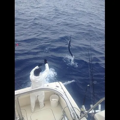 Sailfish on the Leader