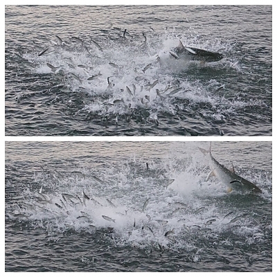 Mullet Run Tarpon Feeding