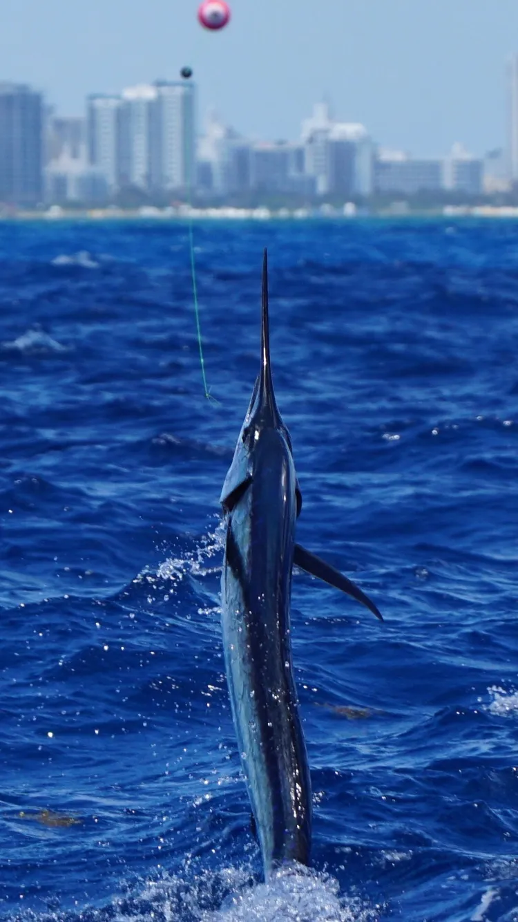 Fishing kite