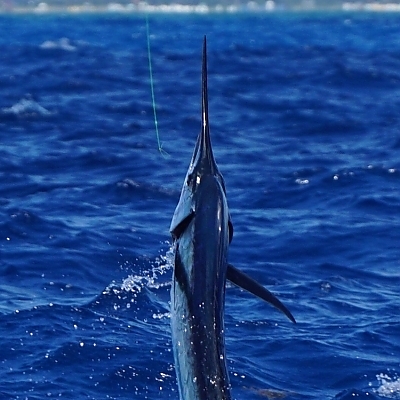 Fishing kite