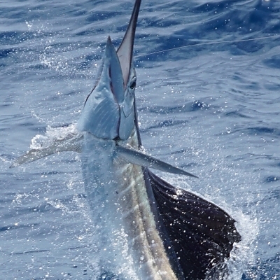 Fishing Charter Photos